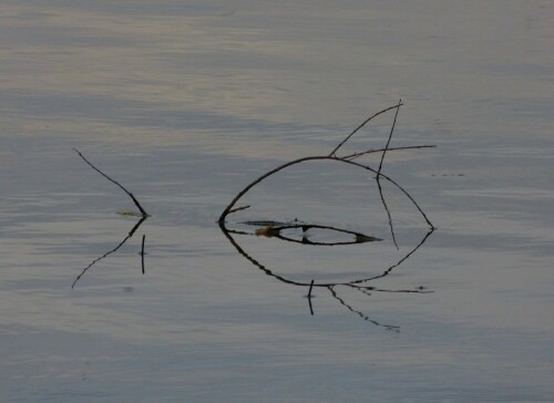 altmuhlsee-fisch-10386.jpeg