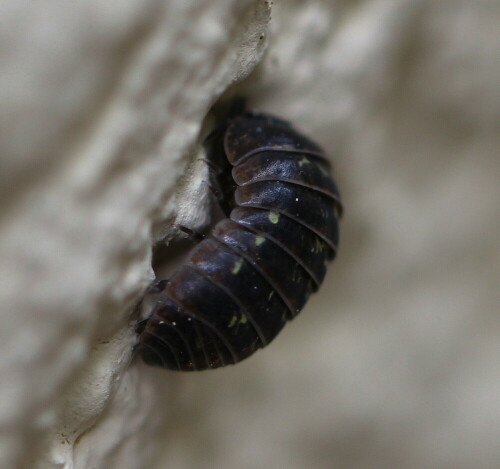 rollassel-armadillidium-vulgar-10503.jpeg