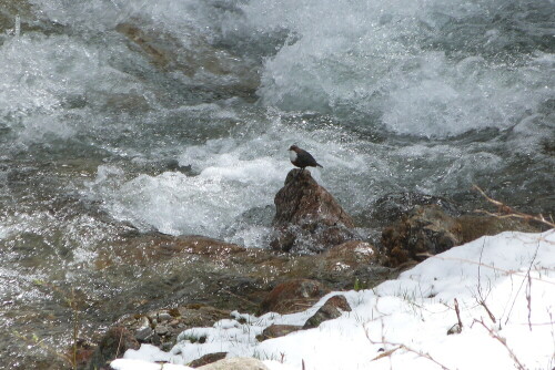 Wasseramsel im Karbach. Gsiesertal/Südtirol

Aufnameort: St. Martin/Gsies; Südtirol
Kamera: Lumix FZ48