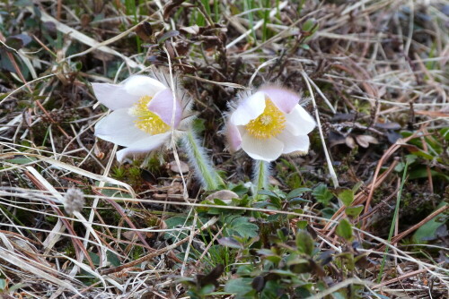 Frühlingsküchenschelle auf ca. 2.100 m

Aufnameort: Gsiesertal/Südtirol
Kamera: Lumix FZ48