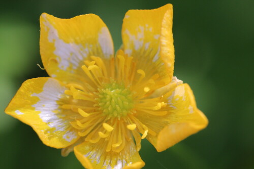 Manche Blüten sind "panaschiert" und zeigen unpigmentierte Flächen.

Aufnameort: Marburg, Vorgarten An der Zahlbach 19, 17.05.2014
Kamera: Canon EOS 600D, 1/160; 5,6; 100,0mm; ISO 500