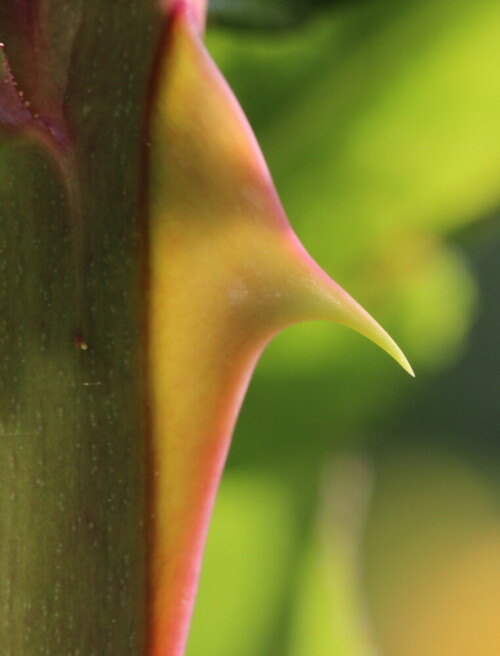 

Aufnameort: Marburg, Vorgarten An der Zahlbach 19, 17.05.2014
Kamera: Canon EOS 600D 1/125; 5,6; 100,0mm; ISO 200