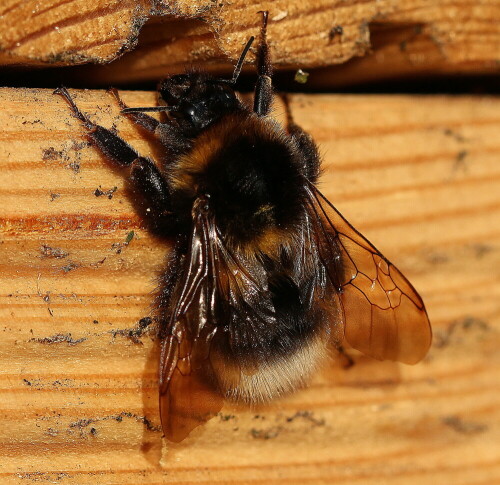 schmarotzerhummel-der-erdhummel-psithyrus-vestalis-10433.jpeg