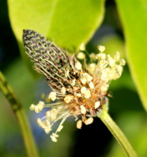 spitzwegerich-plantago-lanceolata-10446.jpeg