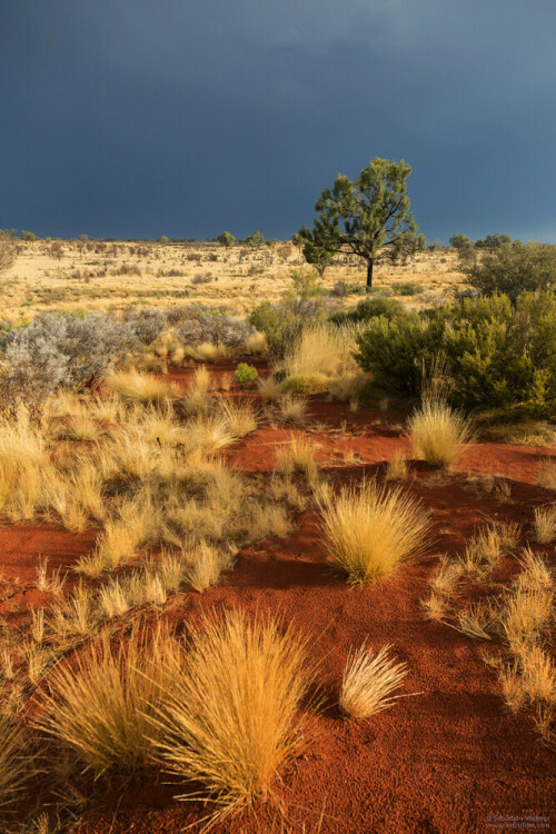 Im Outback kurz vor einem Wolkenbruch in den Strahlen der Abendsonne.

Aufnameort: Australien
Kamera: EOS 5D Mark III