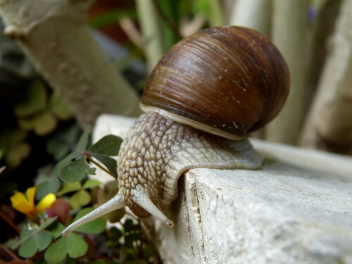 weinbergschnecke-10435.jpeg