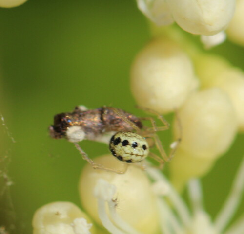 Die dekorative Punktreihe auf dem Hinterleib ist typisch für viele Leptyphantes - Arten - aber um welche es sich hier handelt, habe ich nicht herausgefunden. Sie ist in unserem Garten häufig und besiedelt u. a. auch Digitalisblüten. Diese  hatte ihr Fangnetz auf einer Blüte einer Kletterhortensie gebaut, wo sie durch ihre Färbung gut getarnt ist.

Aufnameort: Marburg, An der Zahlbach 19, Garten 25.05.2014
Kamera: Canon EOS 600D, 1/250; 5,6; 100,0mm; ISO 100