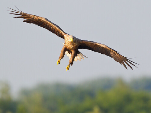 Ein direkt anfliegender Seeadler kann einem schon Respekt einflößen. Immerhin bringt es dieses Weibchen auf eine Spannweite von 2,40 Meter. Aber es will nur an einen Rest einer vorherigen Fischmahlzeit.

Aufnameort: Ilkerbruch ei Wolfsburg
Kamera: Canon EOS 1DMarkIV mit 4/600I und 1,4III