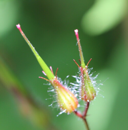 

Aufnameort: Marburg, An der Zahlbach 19, Garten 25.05.2014
Kamera: Canon EOS 600D, 1/160; 5,6; 100,0mm; ISO 640