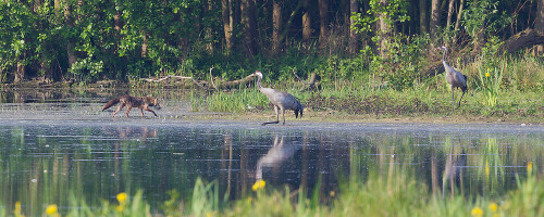 kraniche-und-fuchs-11308.jpeg