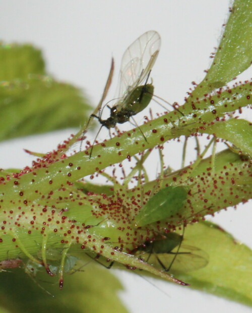 rosenlause-macrosiphum-rosae-auf-wildrose-10528.jpeg