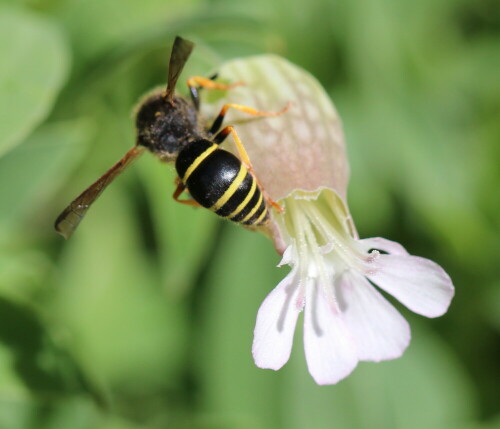 schornsteinwespe-odynerus-spinipes-beim-nektarraub-10525.jpeg