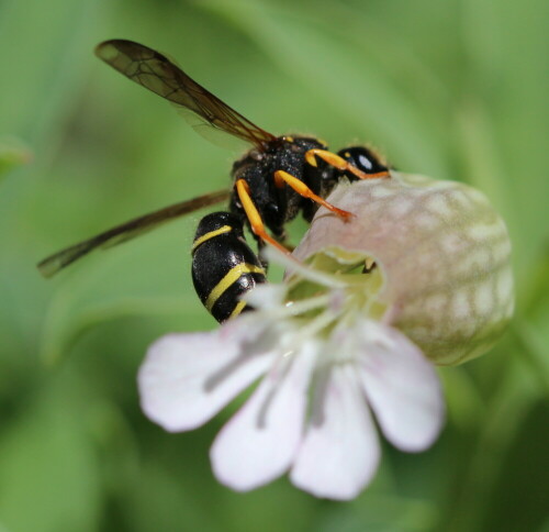 schornsteinwespe-odynerus-spinipes-beim-nektarraub-10526.jpeg