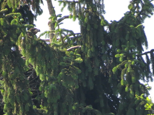 junger-seeadler-in-seinem-nest-10551.jpeg