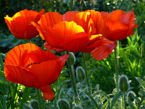 mohn-10514.jpeg