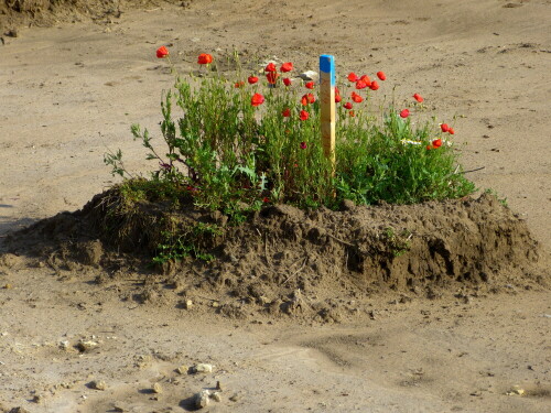 Blumeninsel im Baugebieterschließungsland

Aufnameort: Weidenbach Mittelfranken
Kamera: Panasonic Lumix FZ150