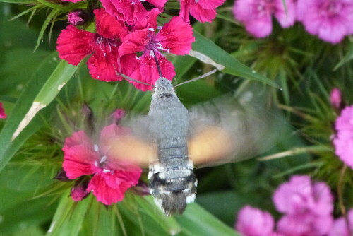 Wie ein Kolibri schwirrt das Taubenschwänzchen vor den
Blumen, taucht den Rüsselein, um an den Nektar zu
kommen.

Aufnameort: Cevennen/Südfrankreich
Kamera: Lumix FZ48