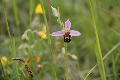 orchidee-nichr-aus-dem-supermarkt-13159.jpeg