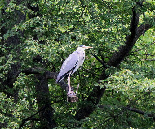 

Aufnameort: Berlin, Landwehr-Kanal, 31.05.2014
Kamera: Canon EOS 600D 1/640; 5,6; 48,0mm; ISO 3200