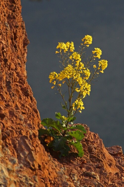 

Aufnameort: d helgoland
