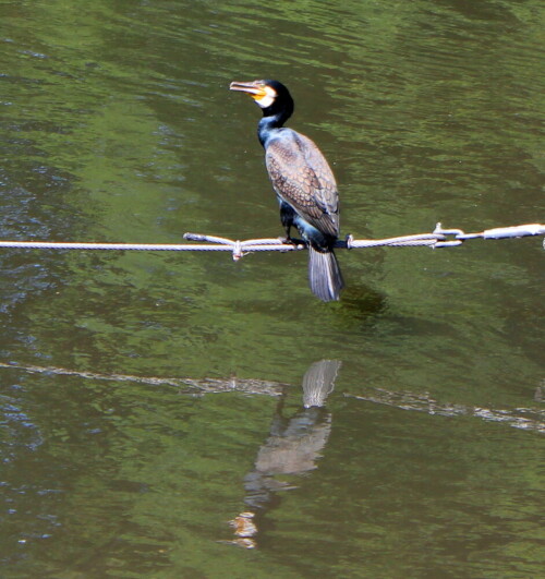 kormoran-am-landwehr-kanal-10577.jpeg