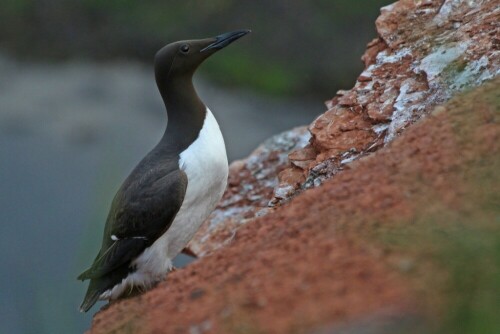 trottellumme-helgoland-10810.jpeg