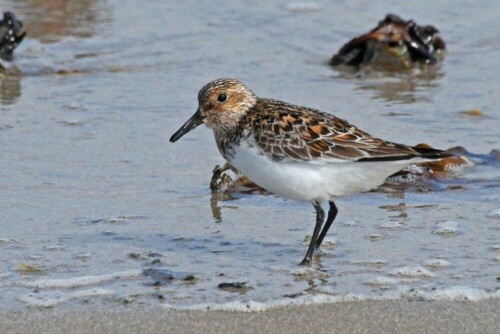 sanderling-brutkleid-18255.jpeg