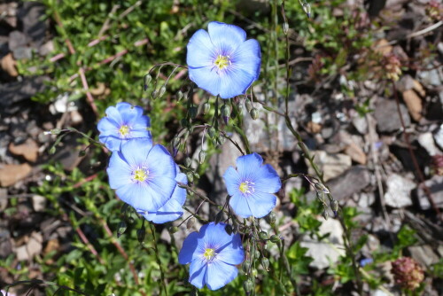 sudfranzosische-lein-linum-narbonense-10689.jpeg