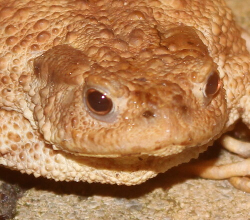 erdkrote-bufo-bufo-13484.jpeg