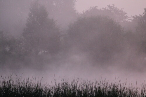 die-nebel-vom-erlensee-10639.jpeg
