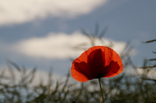 klatschmohn-10741.jpeg