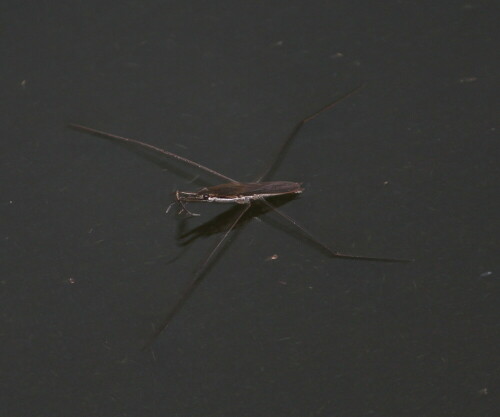 teichlaufer-gerris-spec-10622.jpeg