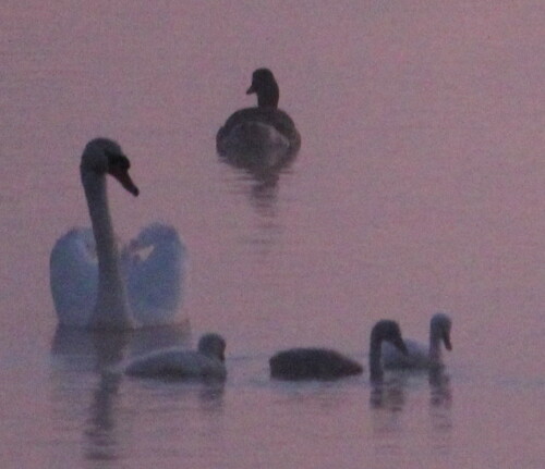 vater-schwan-mit-nachwuchs-mor-10623.jpeg