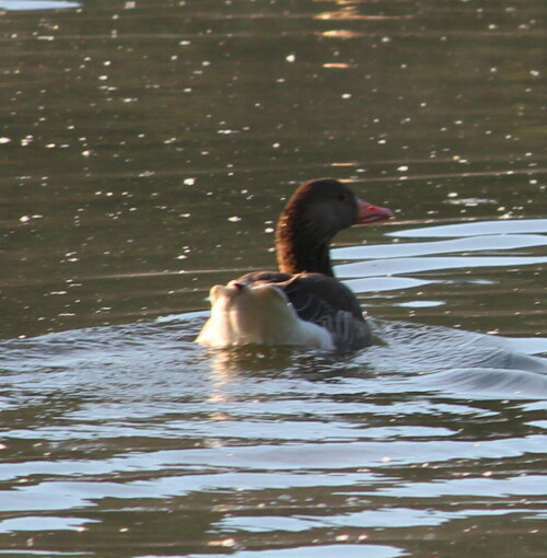 Ich habe sie bei ihrer Morgentoilette gestört...

Aufnameort: Kirchhain, Erlensee, 07.06.2014
Kamera: Canon EOS 600D 1/320; 5,6; 250,0mm; ISO 250