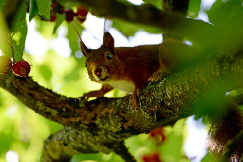 Eichhörnchen beim Kirschendiebstahl

Aufnameort: Eigener Garten in Weidenbach (Mittelfranken)
Kamera: Nikon D600