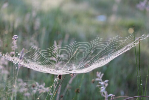 Manche Radnetzspinnen, so z. B. die Streifenkreutspinne, legen waagerechte Radnetze an.

Aufnameort: Kirchhain, Erlensee, 07.06.2014
Kamera: Canon EOS 600D 1/100; 4,0; 55,0mm; ISO 125