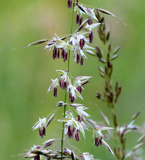 Bei näherem Hinsehen sind die kleinen lila Blüten richtig hübsch.

Aufnameort: Kirchhain, Erlensee, 06.06.2014
Kamera: Canon EOS 600D, 1/160; 5,6; 100,0mm; ISO 320