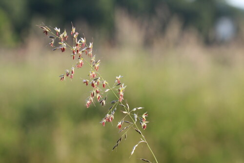 

Aufnameort: Kirchhain, Erlensee, 07.06.2014
Kamera: Canon EOS 600D, 1/160; 5,6; 100,0mm; ISO 125