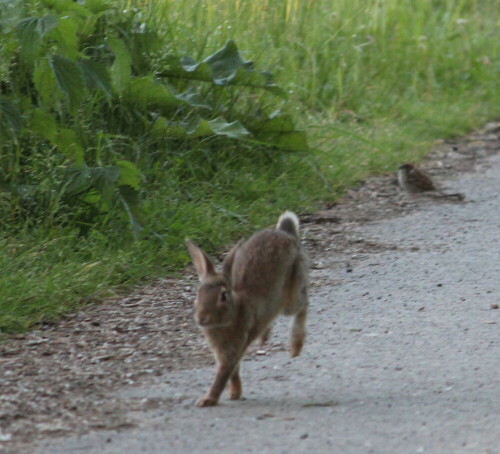 kaninchen-oryctolagus-cuniculus-10625.jpeg