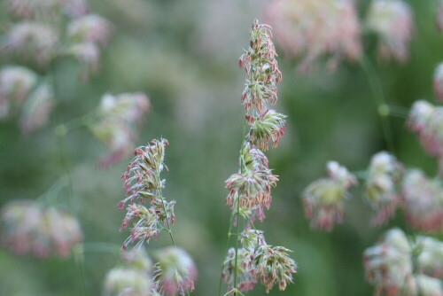 

Aufnameort: Kirchhain, Erlensee, 07.06.2014
Kamera: Canon EOS 600D, 1/160; 5,6; 100,0mm; ISO 640