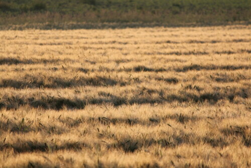 kornfeld-im-licht-der-morgensonne-10627.jpeg