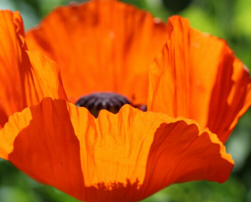 

Aufnameort: Marburg, Ander Zahlbach, 07.06.2014
Kamera: Canon EOS 600D, 1/400; 5,6; 100,0mm; ISO 100