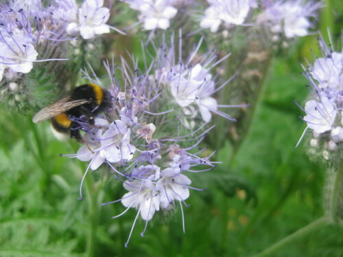 hummel-phacelia-1-10633.jpeg