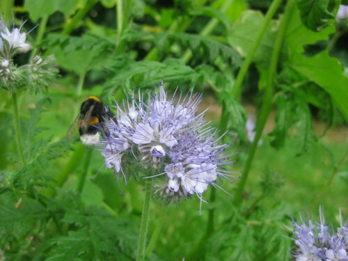 hummel-phacelia-2-10634.jpeg