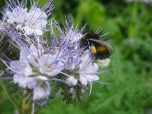 

Aufnameort: Garten in Ahrensburg
