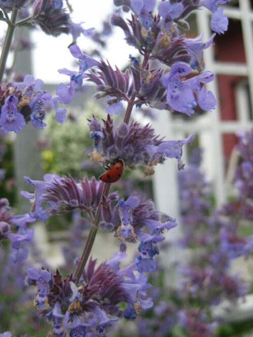 

Aufnameort: Garten in Ahrensburg
Kamera: Canon Ixus 80IS