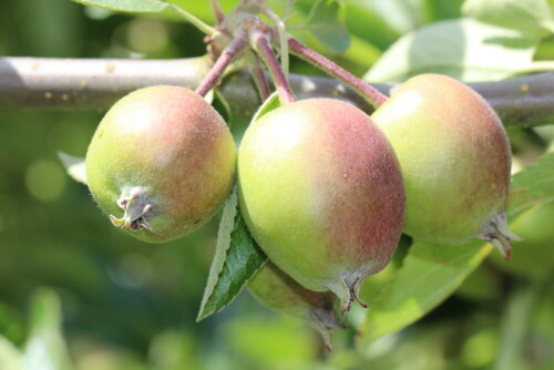 In manchen Jahren meint es unser Apfelbaum zu gut mit uns und übernimmt sich; gut werden die Äpfel aber nur, wenn sie mindestens 30-40 Laubblätter pro Apfel haben, ansonsten werden es kleine Kümmeräpfel.

Aufnameort: Marburg, Ander Zahlbach, 09.06.2014, Vorgarten
Kamera: Canon EOS 600D, 1/200; 10,0; 100,0mm; ISO 400