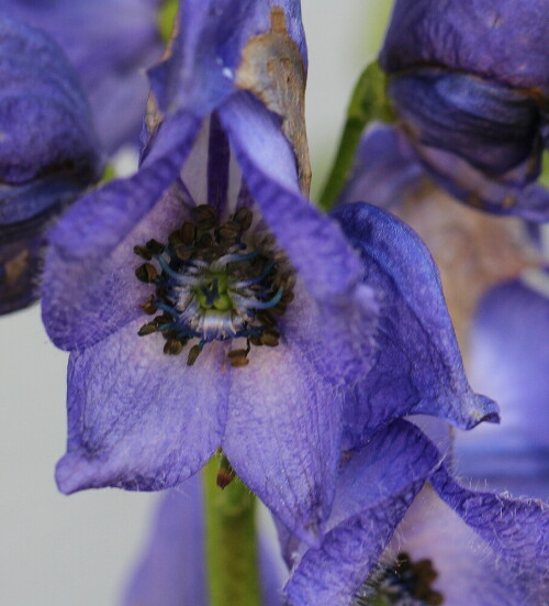 

Aufnameort: Marburg, Ander Zahlbach, 09.06.2014, Vorgarten
Kamera: Canon EOS 600D, 1/125; 5,6; 100,0mm; ISO 250