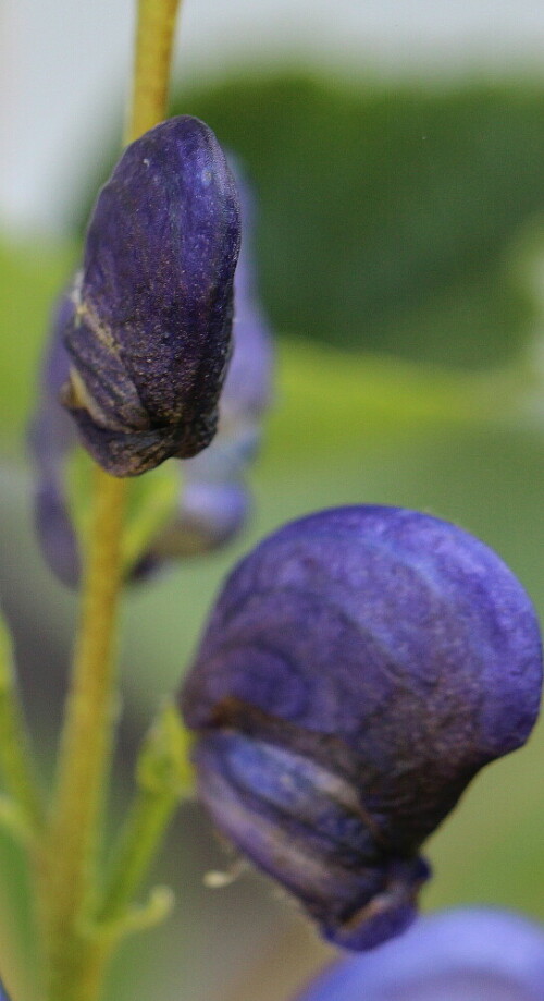 eisenhut-aconitum-geschlossen-10788.jpeg