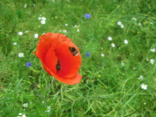 Mohn im Rapsfeld

Aufnameort: Ahrensburg
